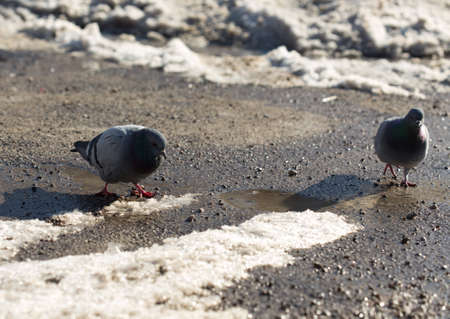pigeon walking in search of food in the cityの写真素材