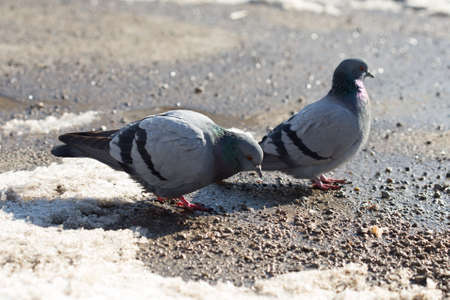 pigeon walking in search of food in the cityの写真素材