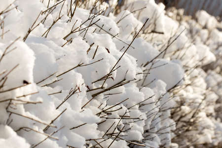 trees with snow in winterの写真素材
