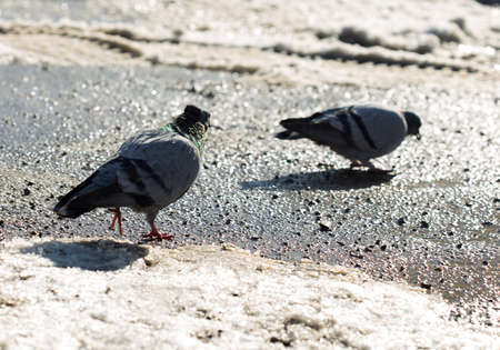 pigeon walking in search of food in the cityの写真素材