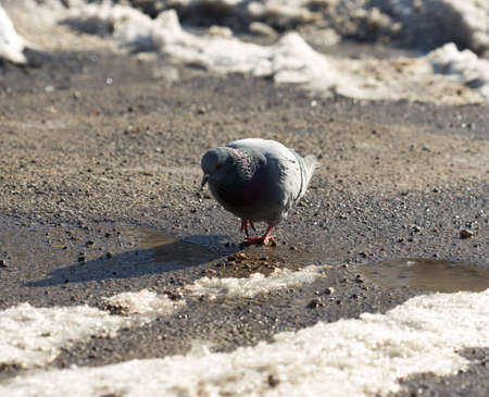 pigeon walking in search of food in the cityの写真素材