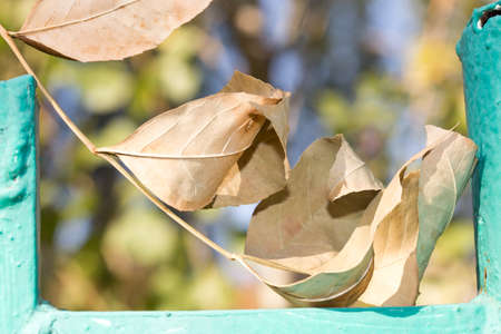 yellow leaves of trees in autumnの写真素材