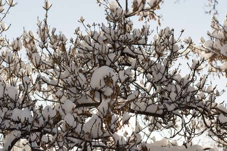 trees with snow in winterの写真素材
