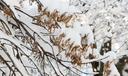 trees with snow in winterの写真素材