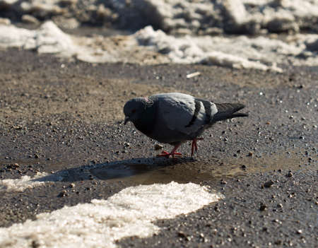 pigeon walking in search of food in the cityの写真素材