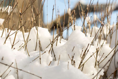trees with snow in winterの写真素材