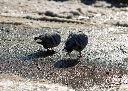 pigeon walking in search of food in the cityの写真素材