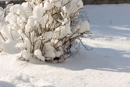 trees with snow in winterの写真素材