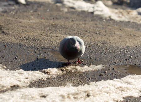 pigeon walking in search of food in the cityの写真素材