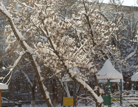 trees with snow in winterの写真素材