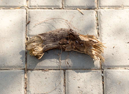 a piece of wood on the sidewalkの写真素材