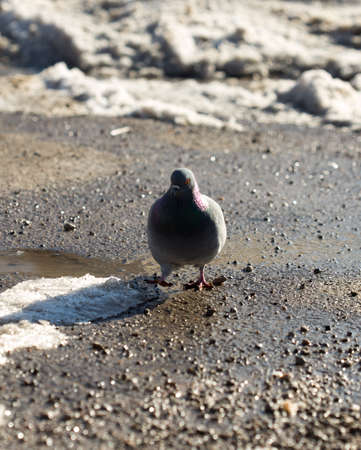 pigeon walking in search of food in the cityの写真素材
