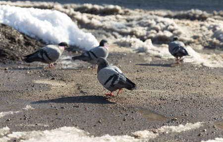 pigeon walking in search of food in the cityの写真素材