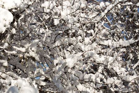 trees with snow in winterの写真素材