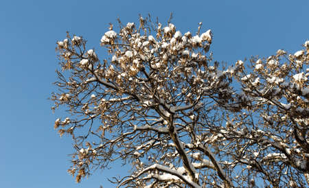trees with snow in winterの写真素材