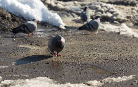 pigeon walking in search of food in the cityの写真素材
