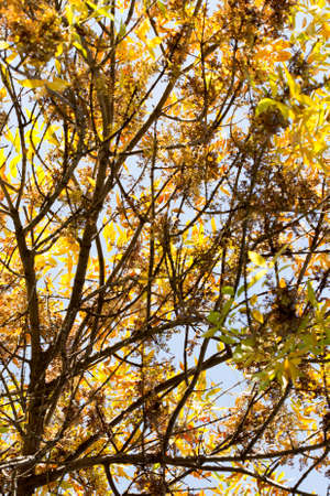 yellow leaves of trees in autumnの写真素材