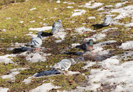 pigeons in winterの写真素材