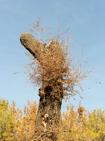 Tree trunk against a blue skyの写真素材