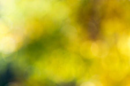 Blurry photo of lush autumn tree and sky seen through the leaves.の写真素材