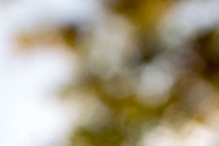 Blurry photo of lush autumn tree and sky seen through the leaves.の写真素材