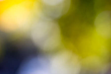 Blurry photo of lush autumn tree and sky seen through the leaves.の写真素材