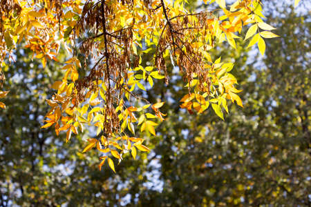 yellow leaves of trees in autumn