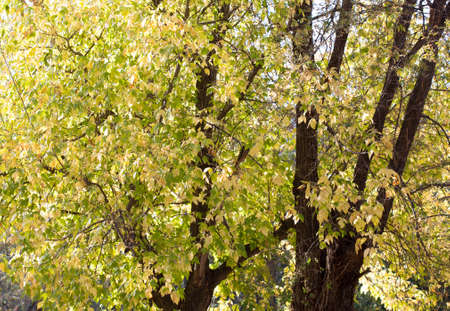 yellow leaves of trees in autumnの写真素材
