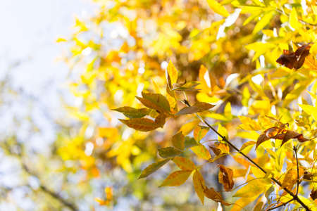 yellow leaves of trees in autumn