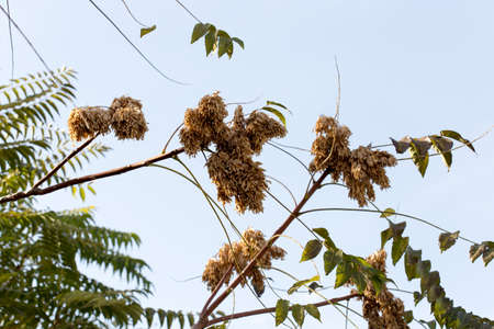 yellow leaves of trees in autumnの写真素材