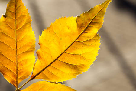 yellow leaves of trees in autumn