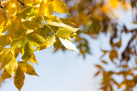 yellow leaves of trees in autumnの写真素材