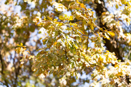 yellow leaves of trees in autumnの写真素材