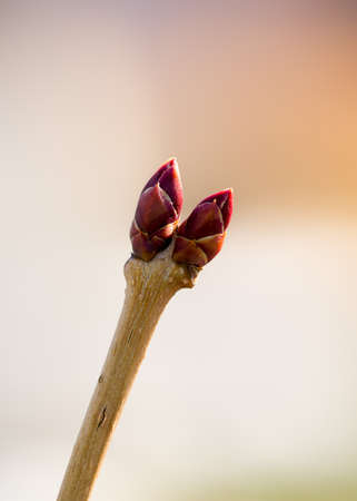 bud treeの写真素材