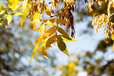 yellow leaves of trees in autumnの写真素材