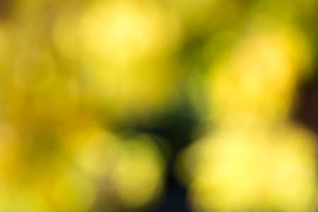 Blurry photo of lush autumn tree and sky seen through the leaves.の写真素材