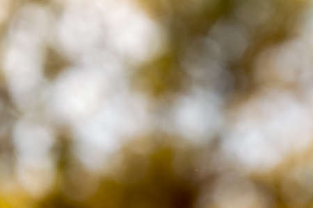 Blurry photo of lush autumn tree and sky seen through the leaves.の写真素材