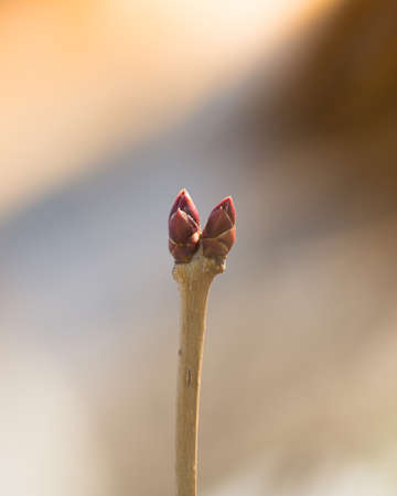 bud treeの写真素材