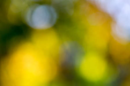 Blurry photo of lush autumn tree and sky seen through the leaves.の写真素材