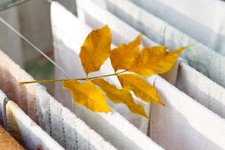 yellow leaves of trees in autumnの写真素材
