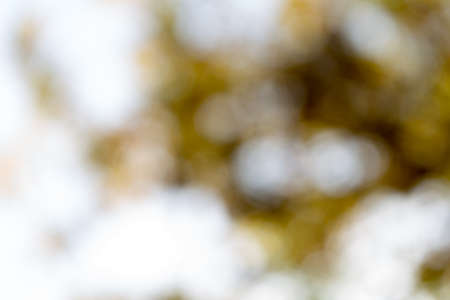 Blurry photo of lush autumn tree and sky seen through the leaves.の写真素材
