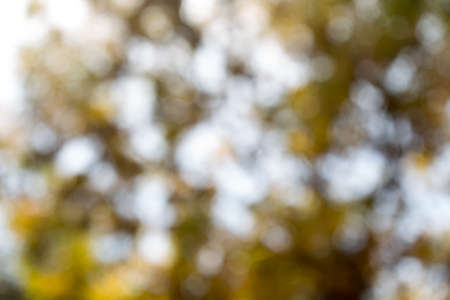 Blurry photo of lush autumn tree and sky seen through the leaves.の写真素材