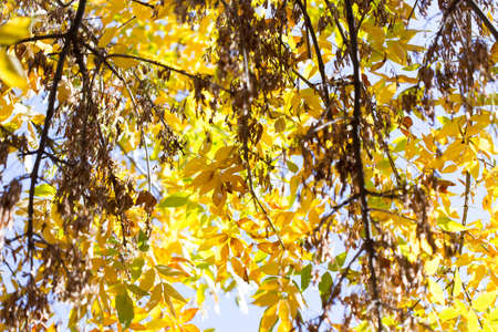 yellow leaves of trees in autumnの写真素材