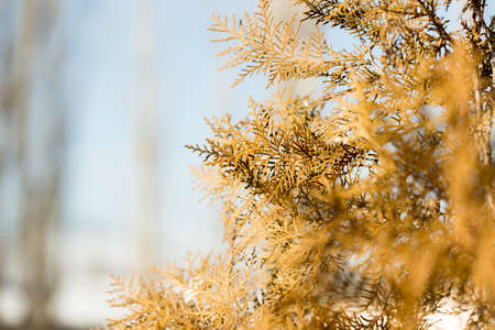 spruceの写真素材