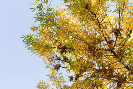 yellow leaves of trees in autumn