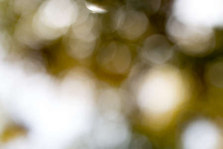 Blurry photo of lush autumn tree and sky seen through the leaves.の写真素材