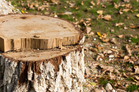 Stump, background, grass in autumnの写真素材