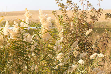 Beautiful serene waving reed in the sunlightの写真素材