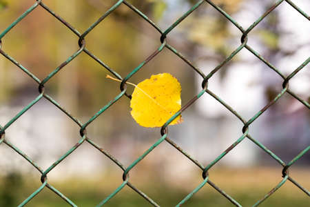 dry foliage on mesh fence background.の写真素材