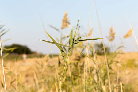 Beautiful serene waving reed in the sunlightの写真素材